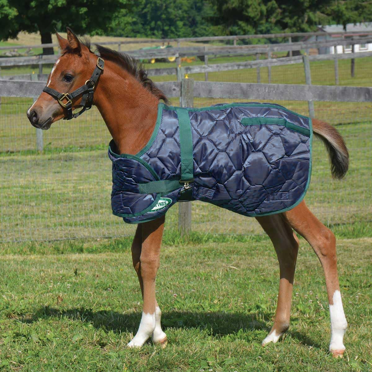 Country Pride 420D Adjustable Foal Blanket front view in navy blue quilted nylon