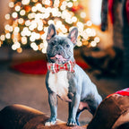 Adjustable metal buckle on red plaid festive dog collar