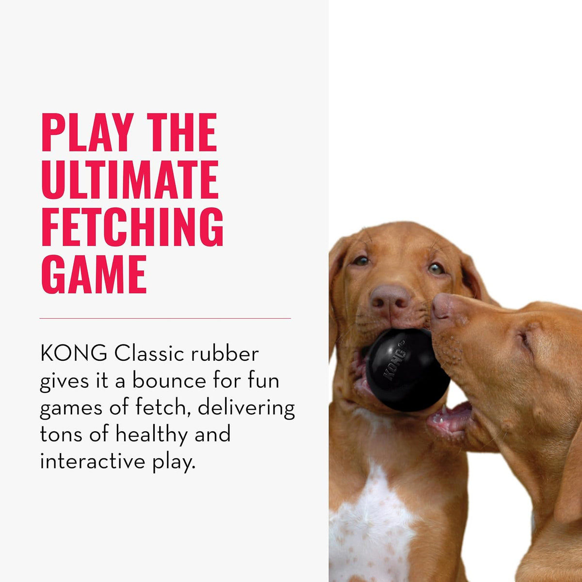 Large breed dog playing with Kong Extreme fetch ball