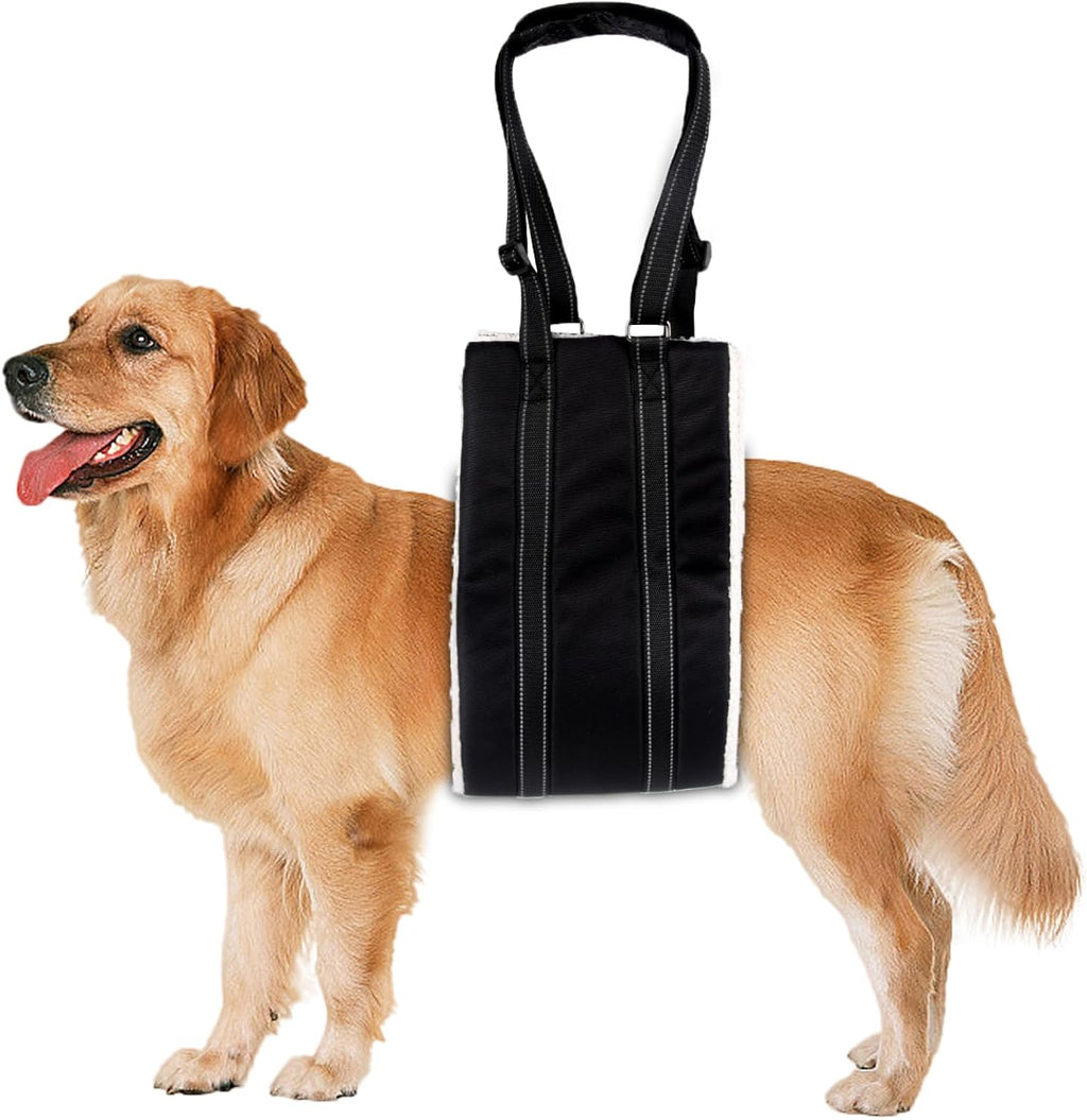 Small breed dog using rear leg support harness for mobility