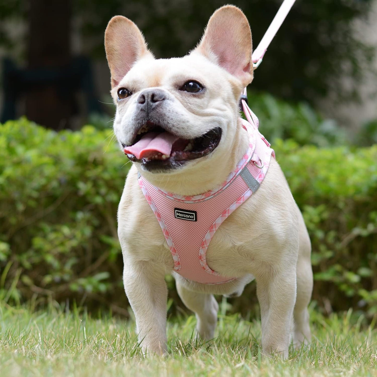 Mercano step in dog harness with quick release safety buckle close up view