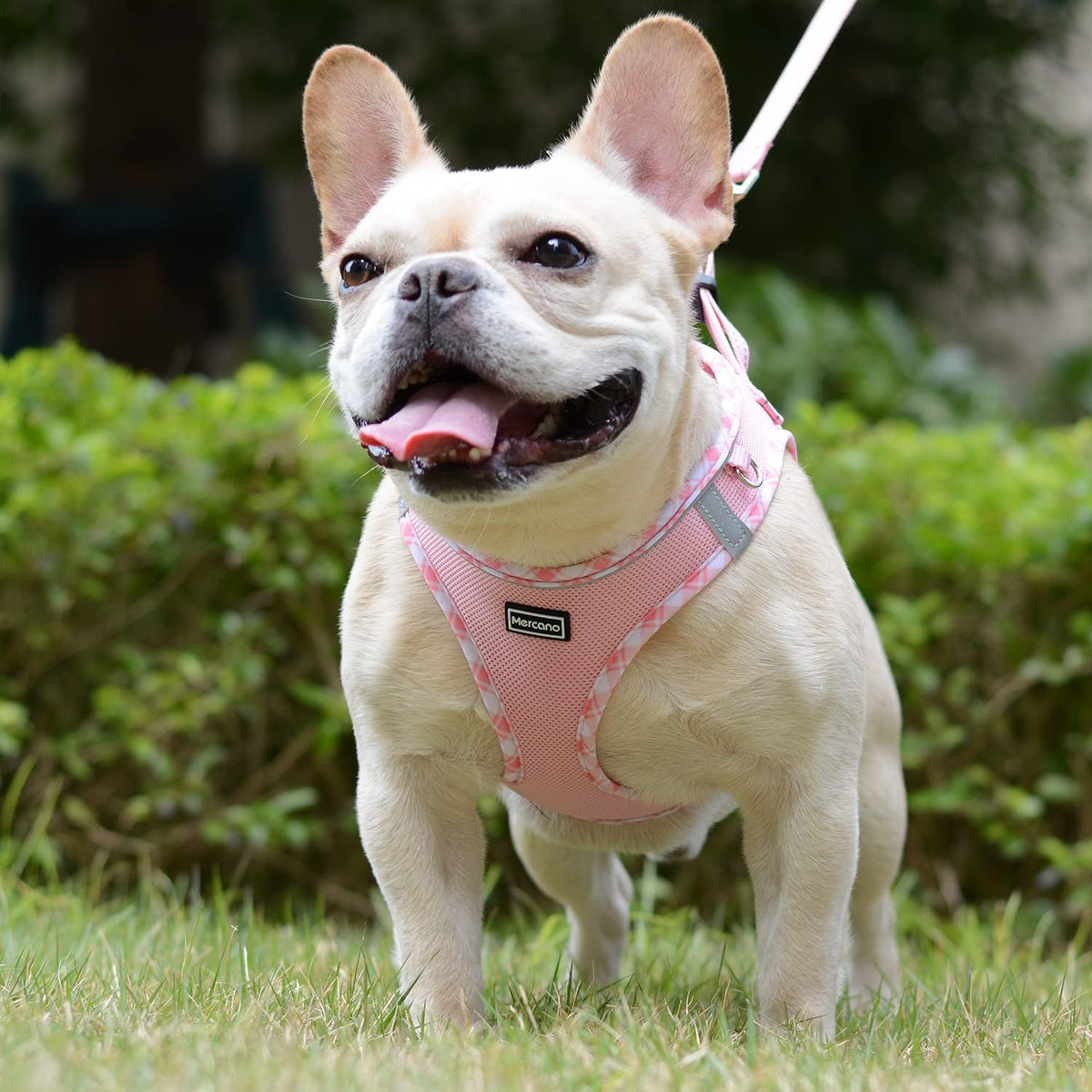 Mercano step in dog harness with quick release safety buckle close up view