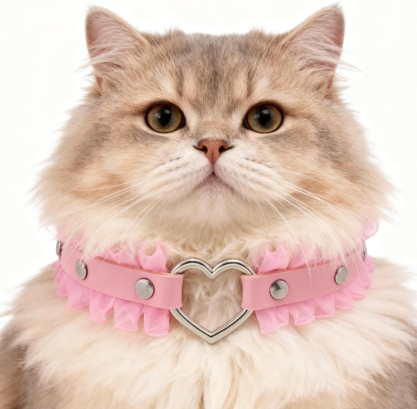 Pet wearing pink heart collar with lace details