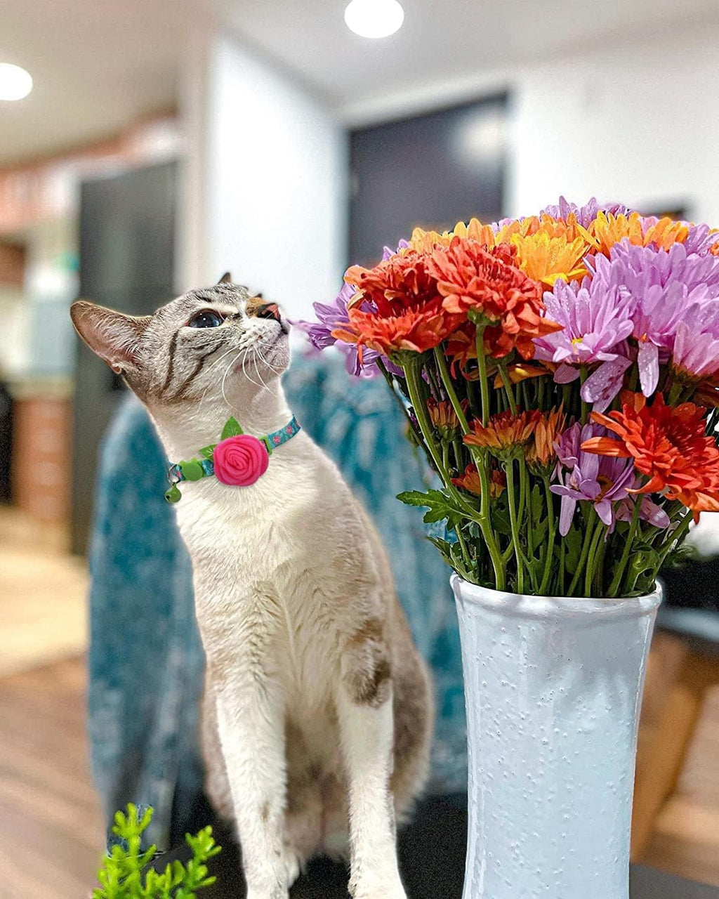 Multi-color floral pet collar set for cats