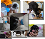 Components of pet bottle kit with cleaning accessories