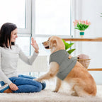 Adjustable hook and loop straps on pet recovery shirt