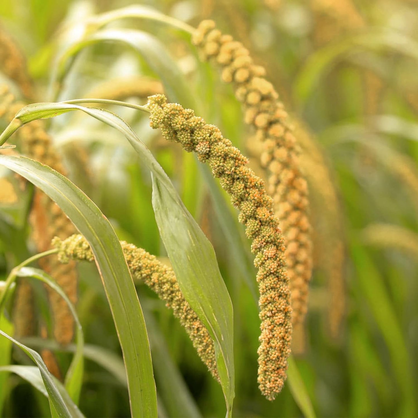 Healthy millet treat for parrots and cockatiels