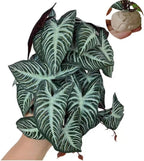 Reptile Plants for Terrarium Decor,Amphibian Habitat Decor,Artificial Plants for Gecko Chameleon Snake Tortoise Tank Accessories with Base (Monstera deliciosa) - Image 13