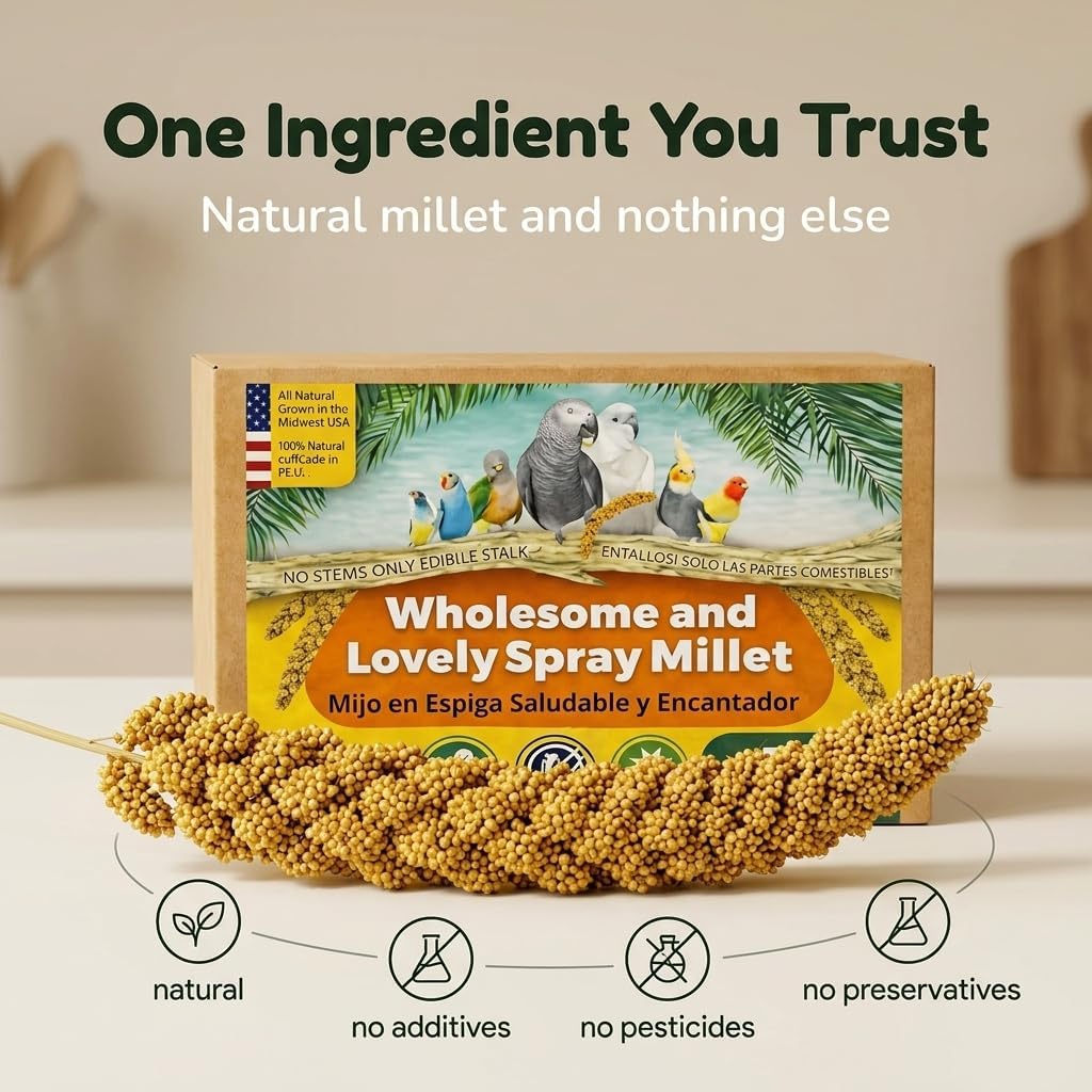 Parakeet eating from a Birds LOVE millet spray cluster