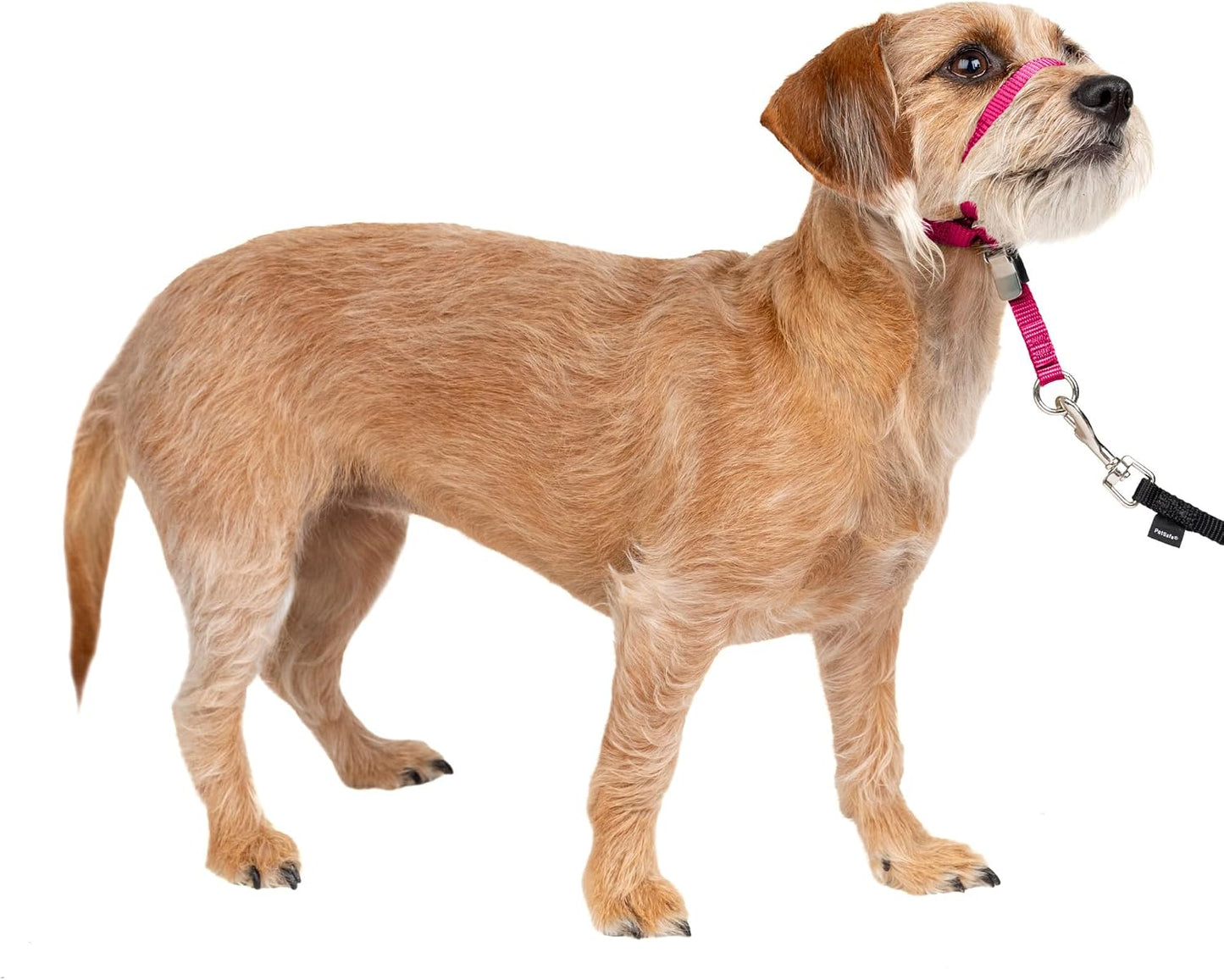 PetSafe Gentle Leader No-Pull Dog Headcollar - The Ultimate Solution to Pulling - Redirects Your Dog's Pulling for Easier Walks - Helps You Regain Control - Medium, Black - Image 9