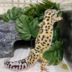 Keruideng Monstera plant in reptile enclosure setup