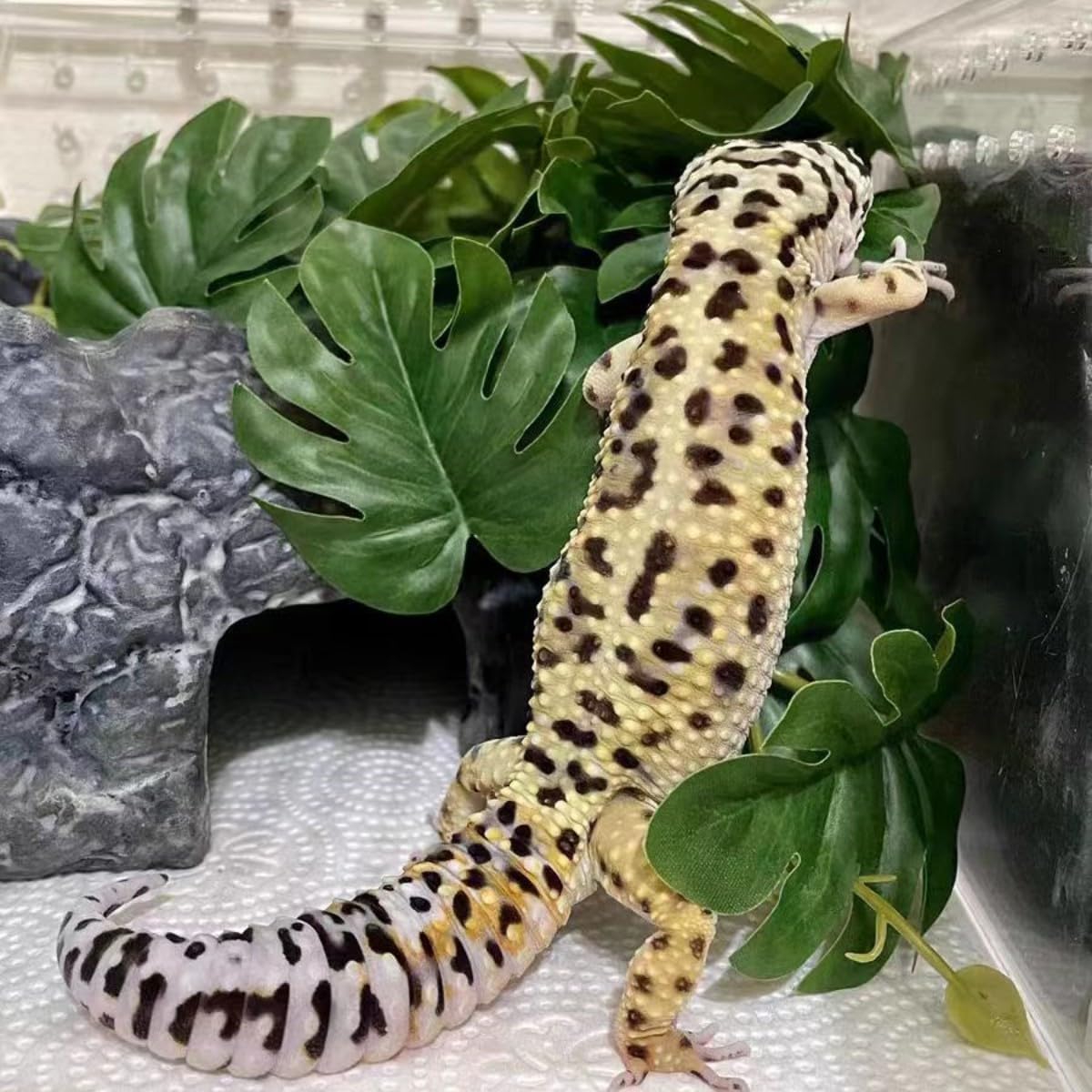 Artificial Monstera plant inside a chameleon terrarium setting