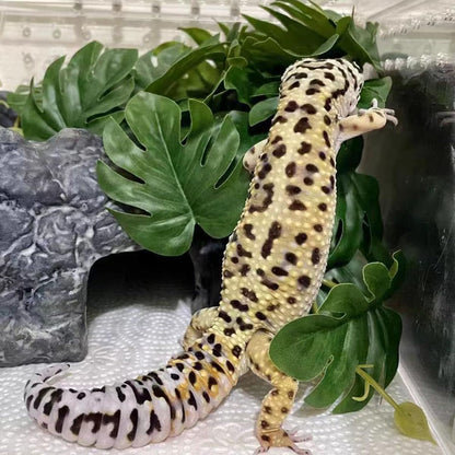 Artificial Monstera plant inside a chameleon terrarium setting