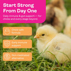 Healthy chickens eating feed mixed with Immuni Guard supplement