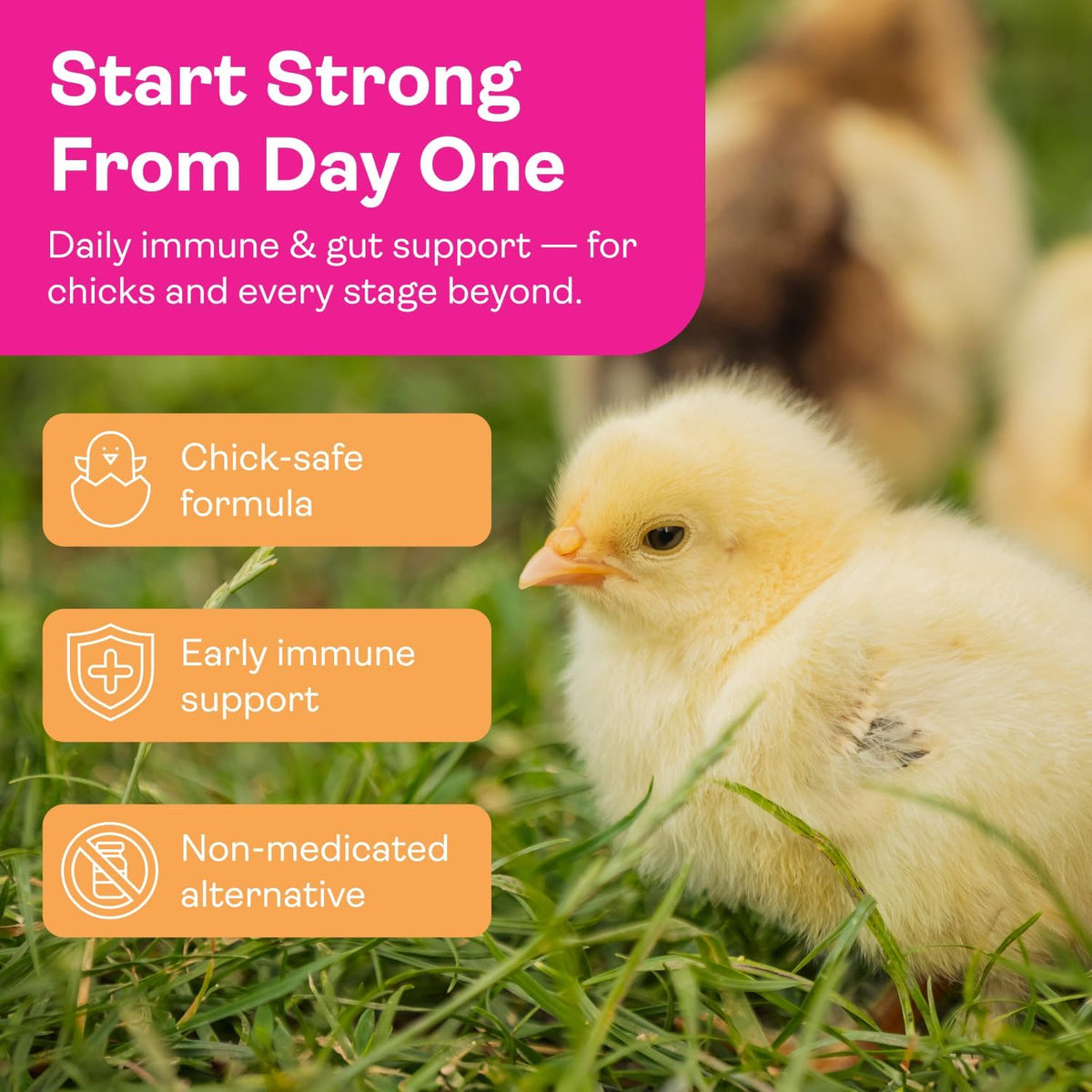 Healthy chickens eating feed mixed with Immuni Guard supplement