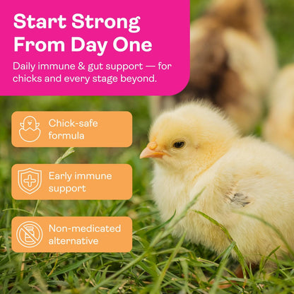 Natural gut health prebiotics and probiotics for backyard chickens
