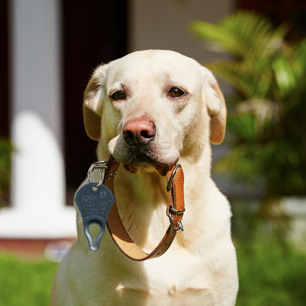 The Tick Key outdoor safety tool package for hiking and pet care