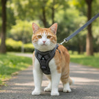 Small cat wearing a comfortable grey Hadnves chest harness