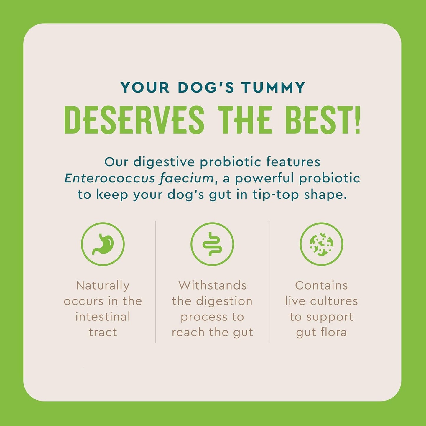 Live Enterococcus faecium probiotic powder for dog diarrhea relief