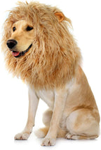 German shepherd dressed in the authentic imported dog lion costume
