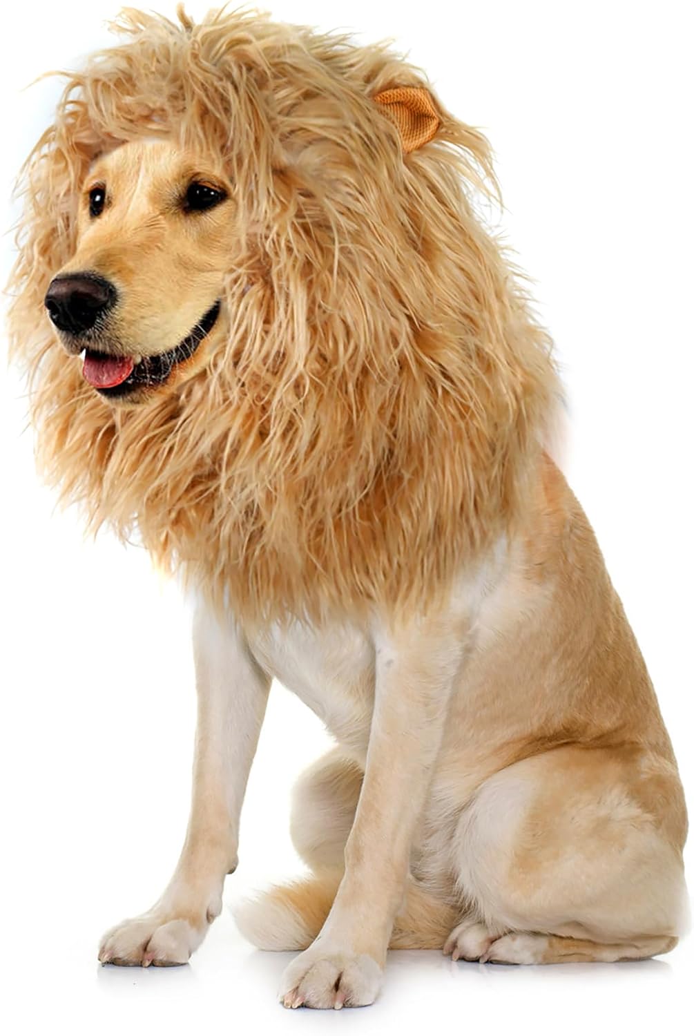 German shepherd dressed in the authentic imported dog lion costume