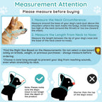 Small Chihuahua wearing Didopet clear recovery collar