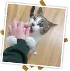 Premium USA imported Meowijuana crunchie munchies cat snacks resealable pouch.