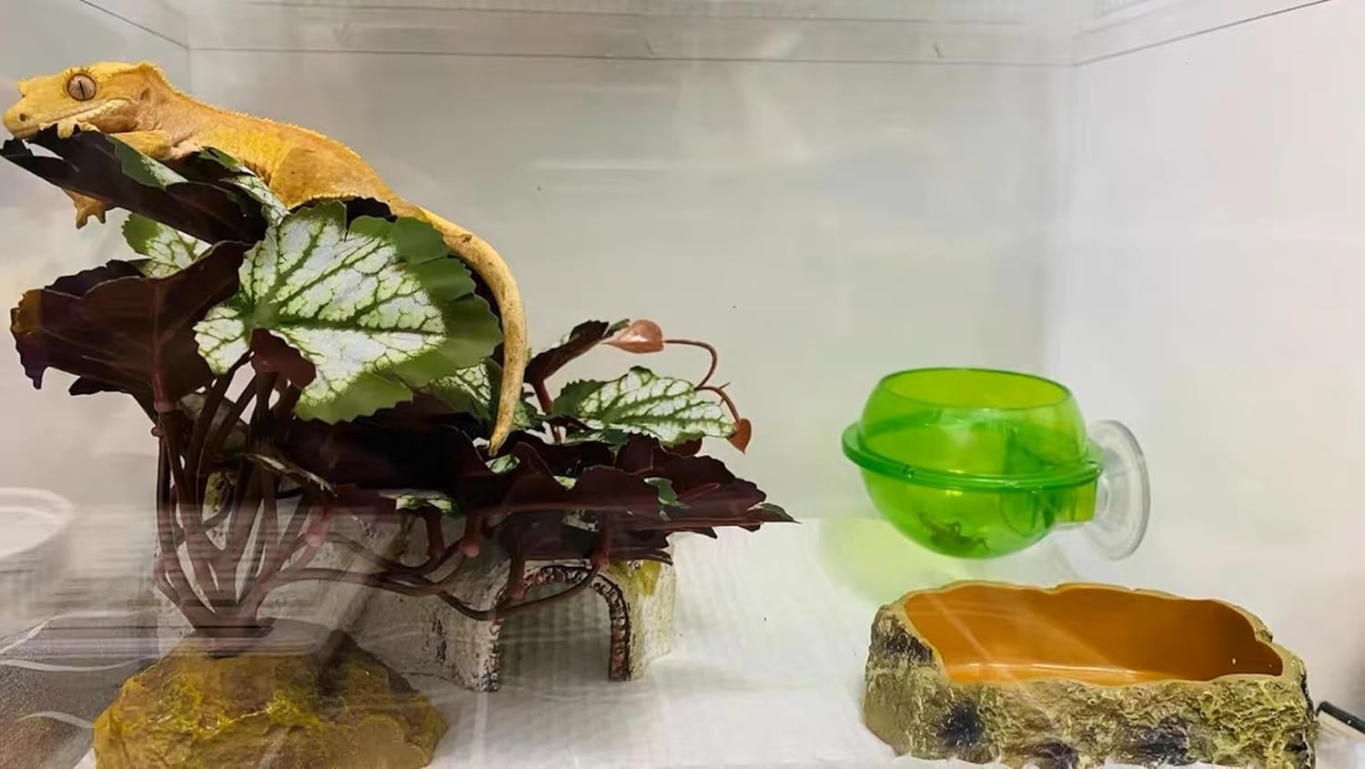 Woyrise terrarium decor plant showing weighted base for stability