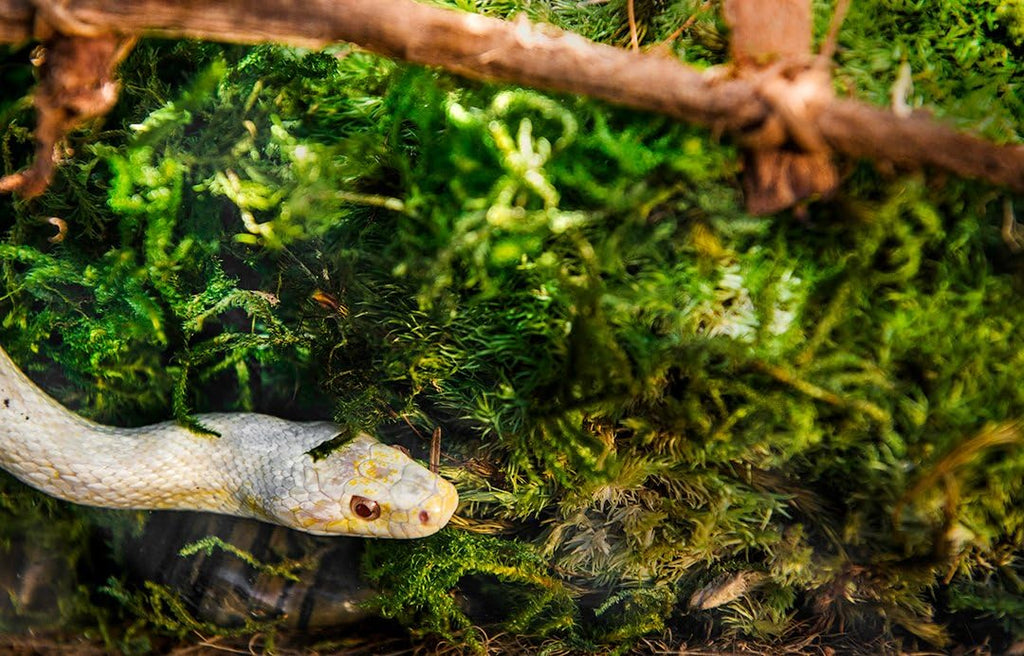 Whole fiber moss sheets for amphibians and reptiles