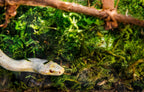 Whole fiber moss sheets for amphibians and reptiles