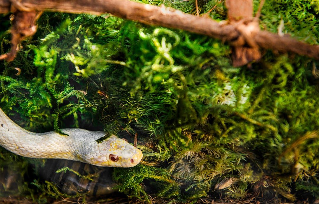 Whole fiber moss sheets for amphibians and reptiles