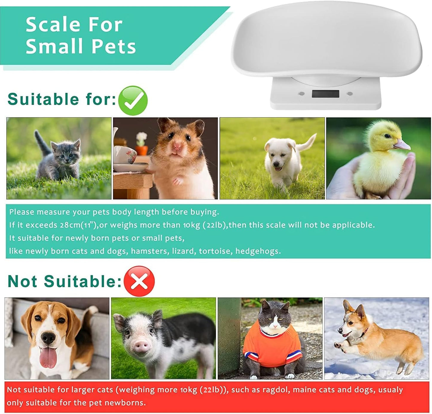 Qulable high precision puppy scale with newborn kitten being measured with the integrated tape measure