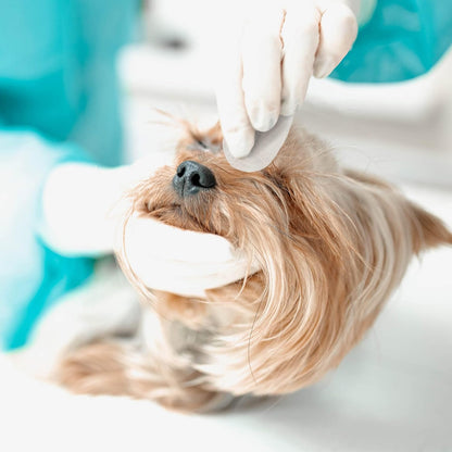 Eye Envy daily pet care wipes for clearing eye discharge and crust
