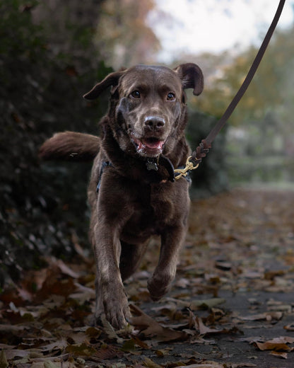 Durable brown leather dog walking lead with heavy duty clasp attachment