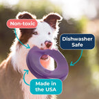Dog playing with Wagalicious Airbound disc in a park