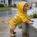 Imported waterproof dog raincoat front view of yellow puppy jacket on small breed.