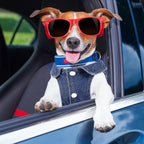 Chihuahua puppy showcasing the medium size fit of the casual holiday festival pet jacket.