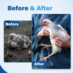 MedivexRX animal health dewormer packaging close up