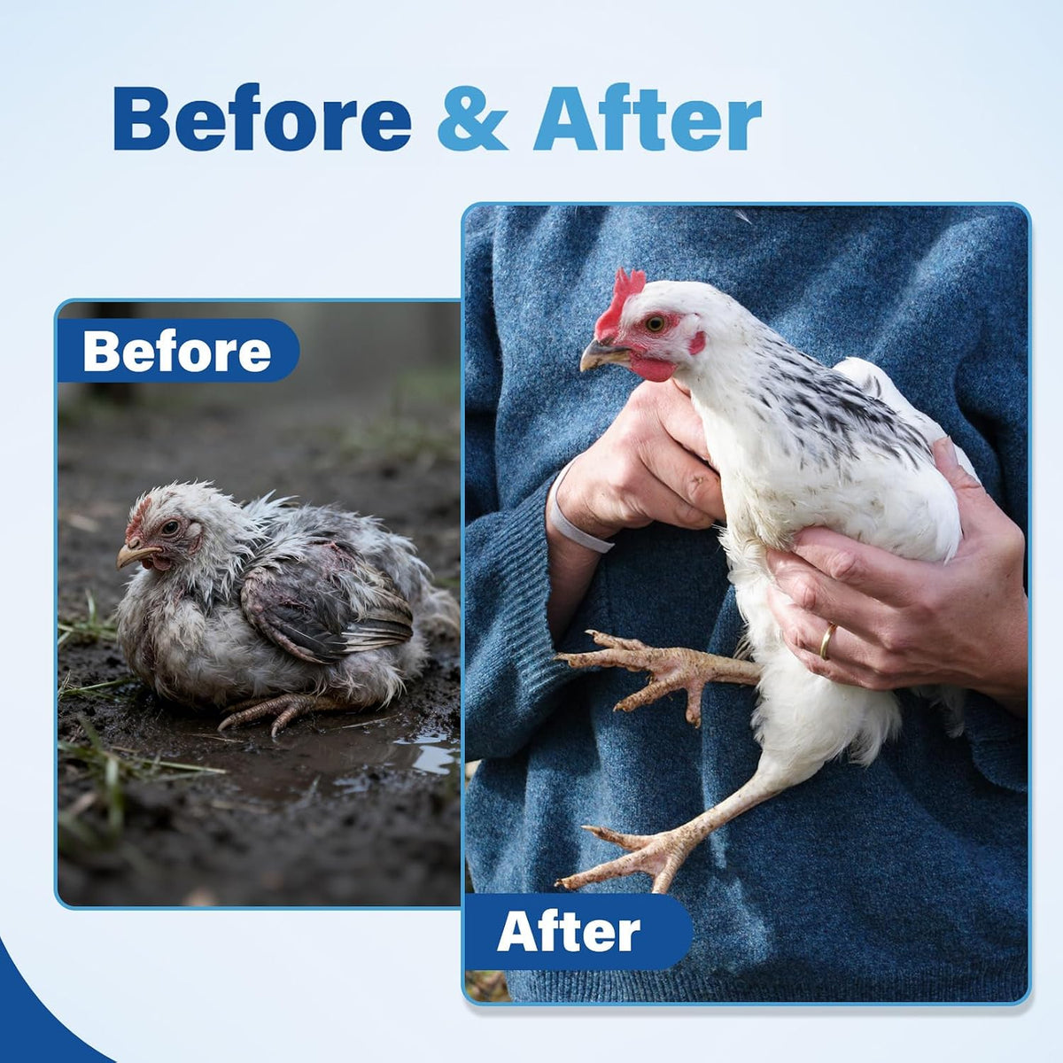 MedivexRX animal health dewormer packaging close up