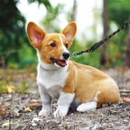Side angle view of the two millimetre link training collar on a neutral background.