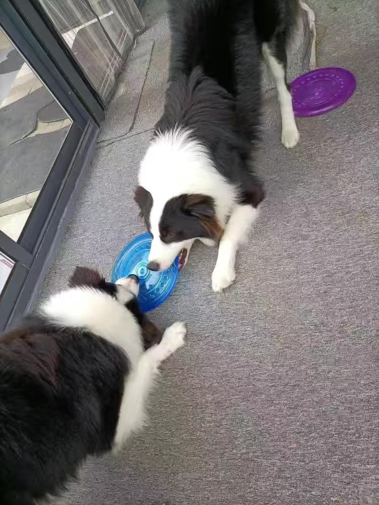 Size comparison of suheeus dog flying disc with puppy