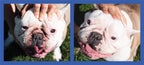 Squishface anti itch skin protection cream for flat faced breeds