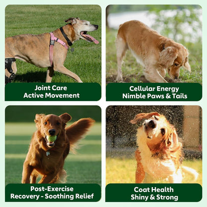Side view of Nutridog canine longevity supplement bottle outlining detailed dosage instructions and benefits for aging dogs