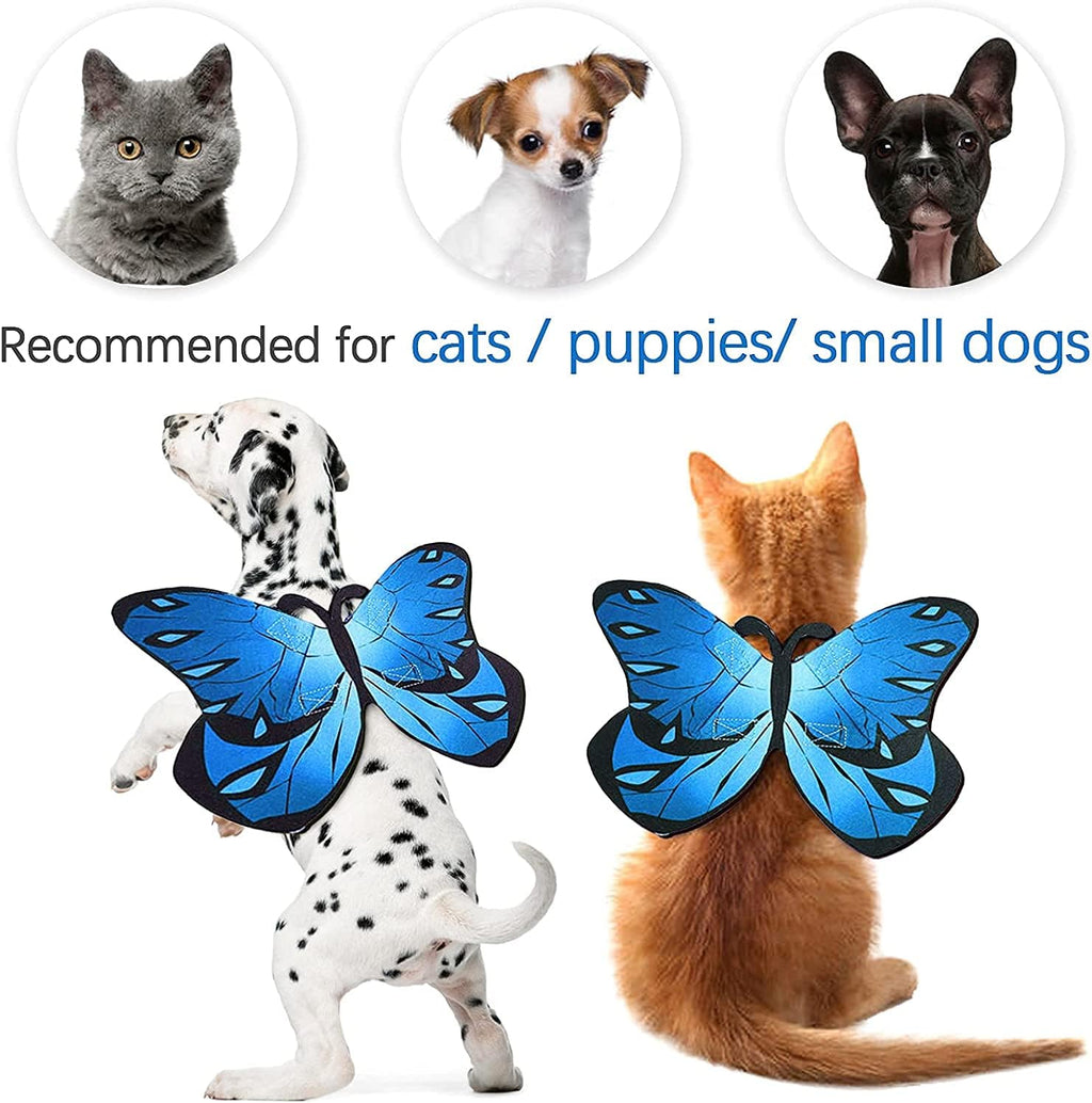 Small cat wearing blue butterfly wings costume for Halloween party