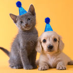 Kitten posing with a festive Pet Show costume hat