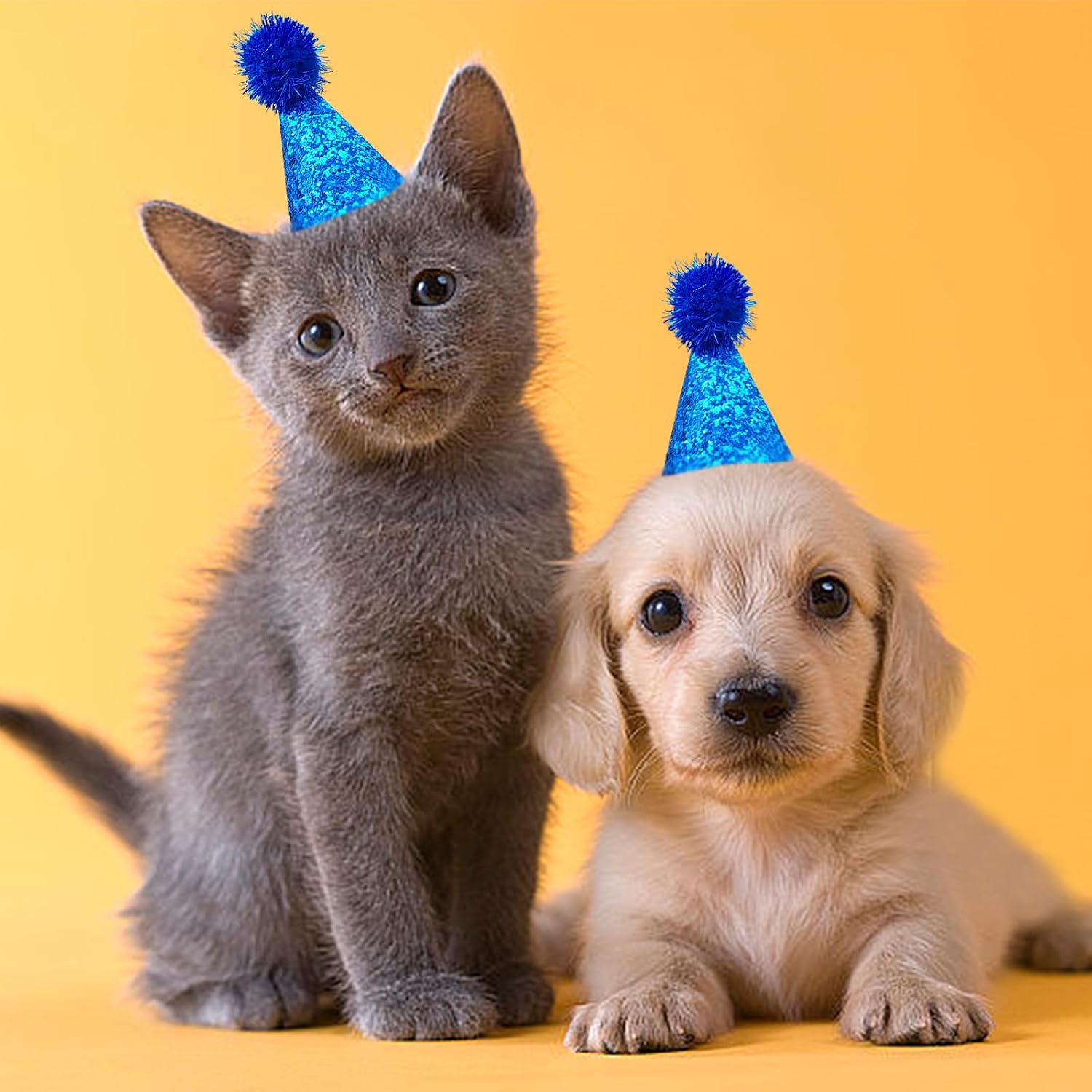 Kitten posing with a festive Pet Show costume hat