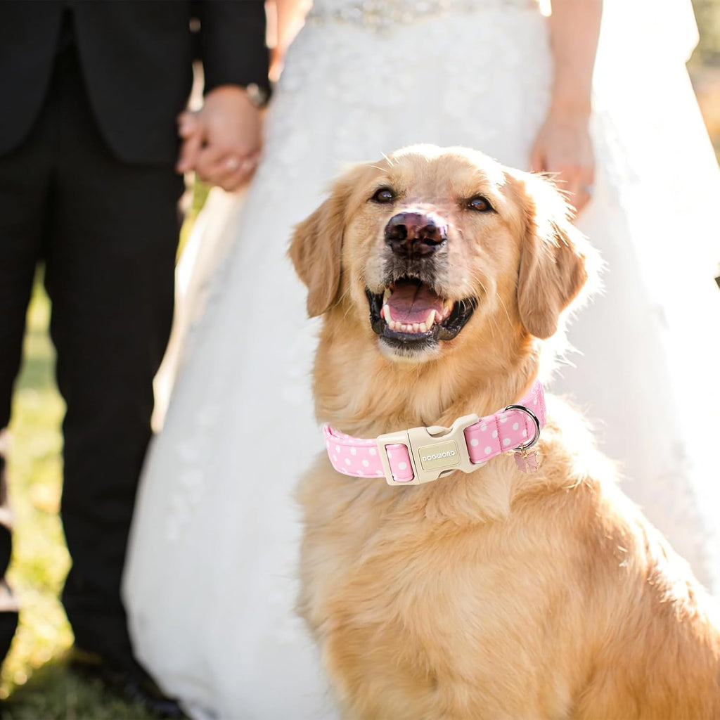 Detailed view of removable bow accessory on dog collar