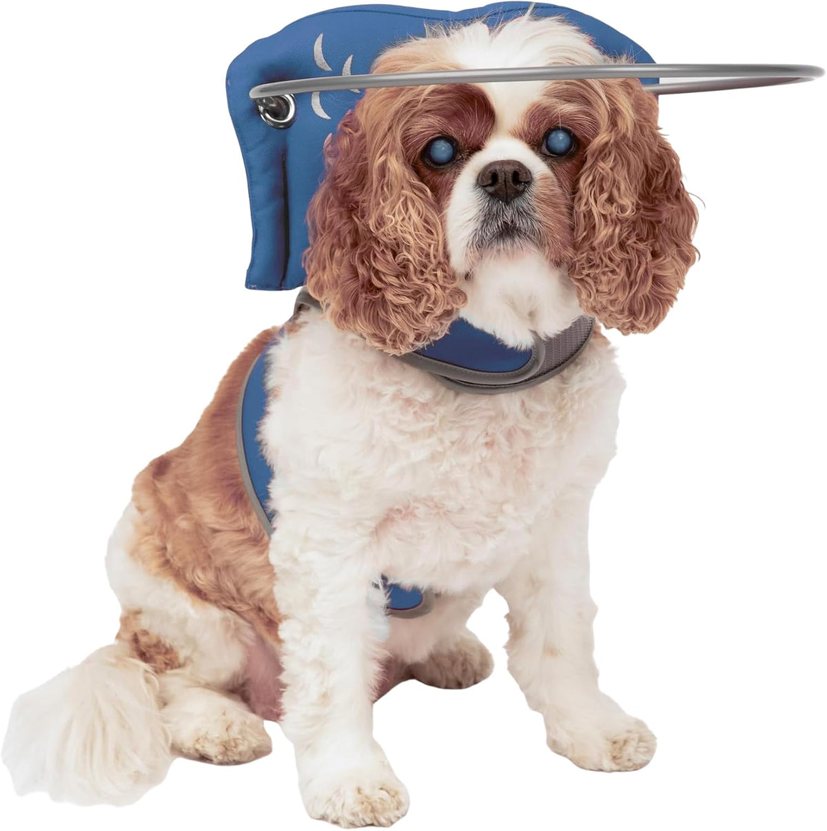 Muffin's Halo(R) - The Original Blind Dog Halo | Harness & Bumper Collar Accessory for Safe Navigation & Confidence - Blue, Size 5 - Image 15