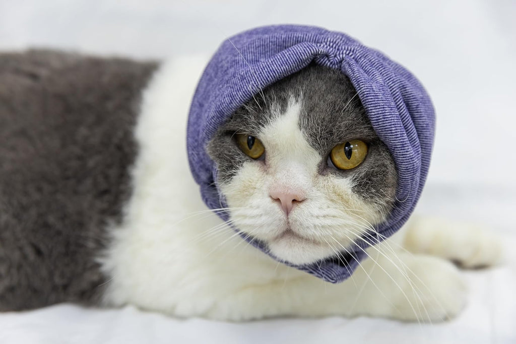 Small size purple pet snood for post-surgery recovery