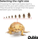 Dubia Roaches half inch size comparison reference next to coin